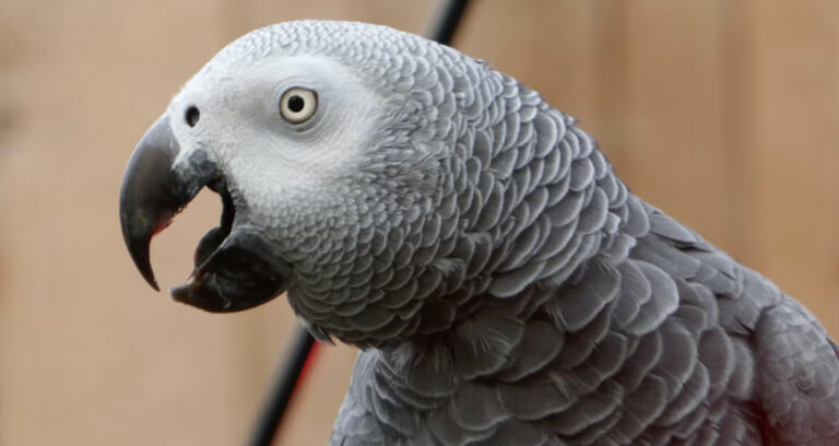 Featured Parrot