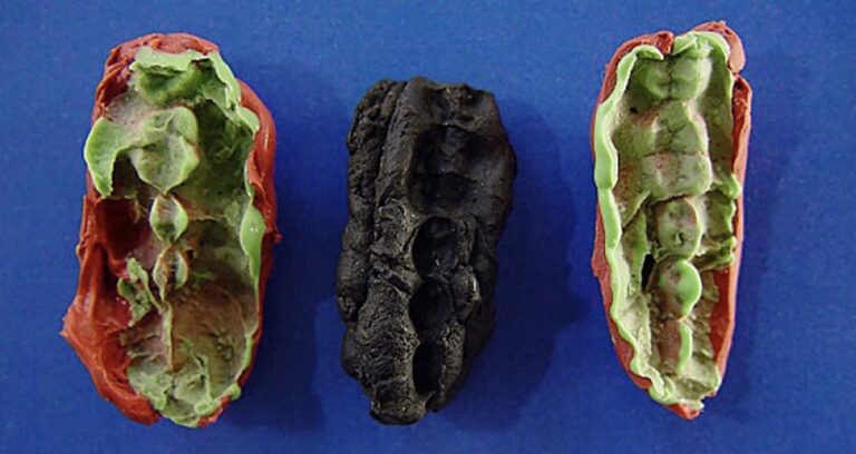 Featured Stone Age Gum