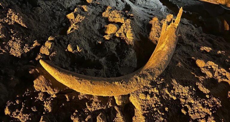 Mammoth Tusk Featured