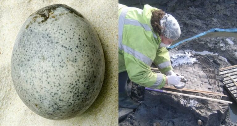 Featured Roman Egg Found In Britain