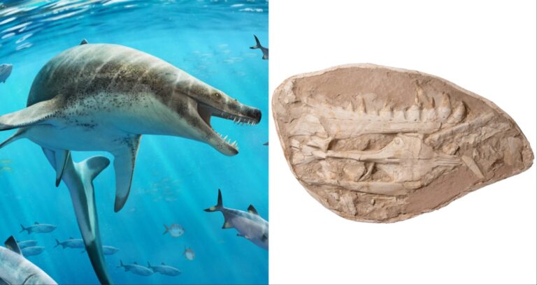 Sea Monster Featured